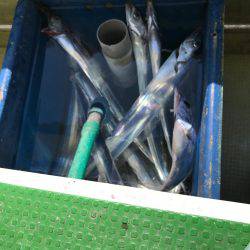 洲本沖  太刀魚 テンヤ