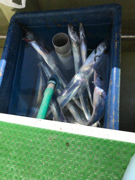 洲本沖  太刀魚 テンヤ