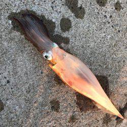 ガッツリエギング!