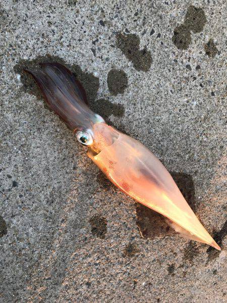 ガッツリエギング!