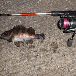 強風下のメバリング