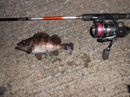 強風下のメバリング