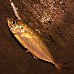 プラグで良型アジGet!!バリ気持ち良かった☆