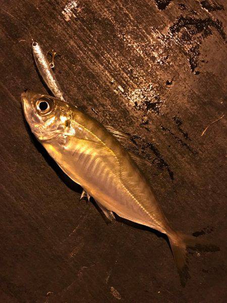 プラグで良型アジGet!!バリ気持ち良かった☆