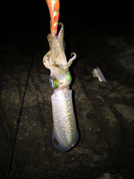 レッドモンスターが釣りたい(笑)