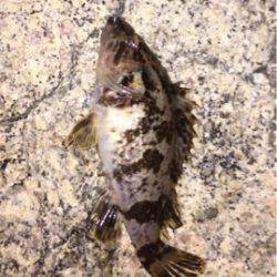 風裏を求めて…