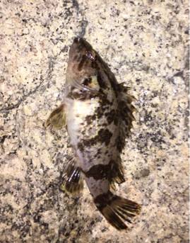 風裏を求めて…