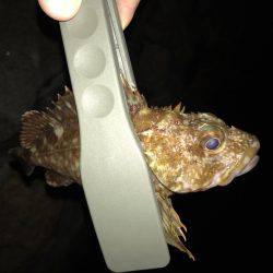 秋のイカポイント