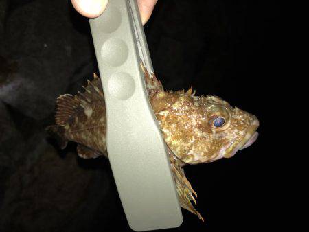 秋のイカポイント