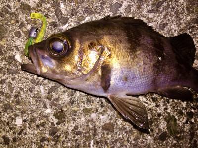 泉南メバリング