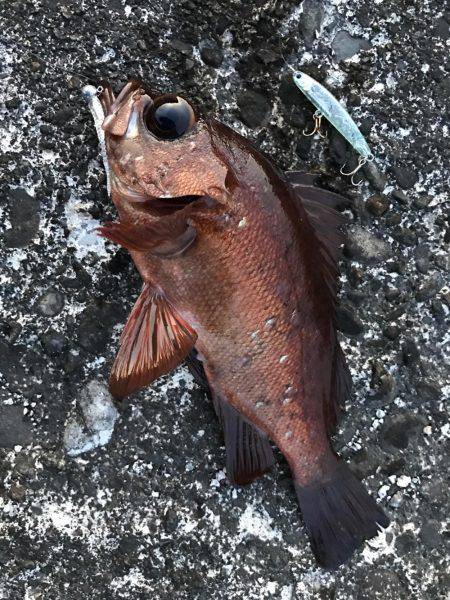 最高にヒキました。ギリギリ尺メバルいかない…