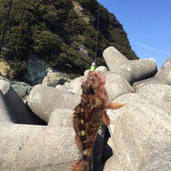 サビキと穴釣り