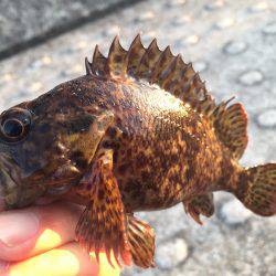 ある意味、五目釣り（笑）