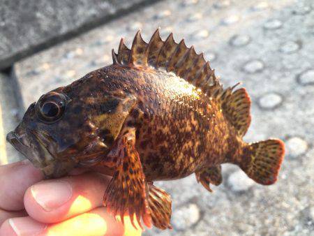 ある意味、五目釣り（笑）