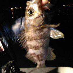 ロックフィッシュショート便