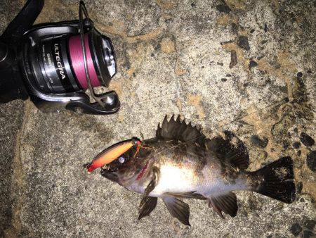 小メバルに良い様に遊ばれました(笑)