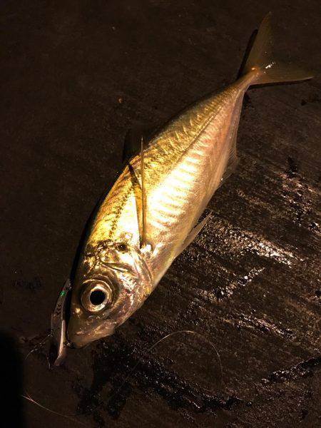 バイブレーションアジング☆