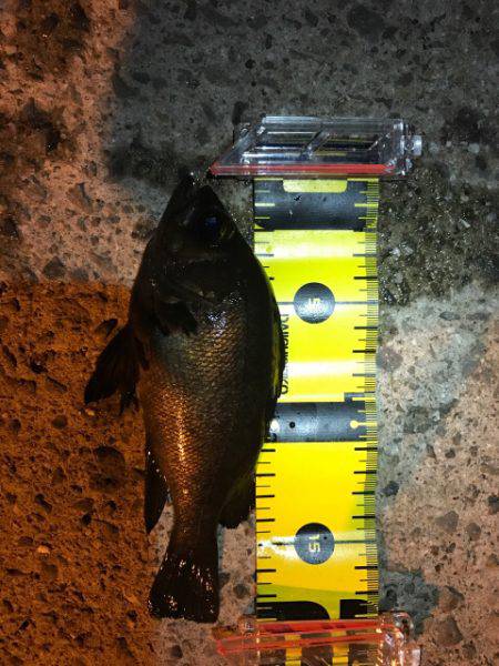 ゲキ渋メバリング