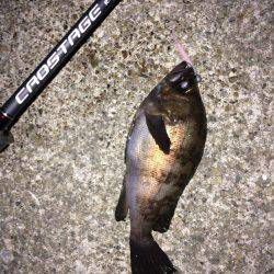 メバリング・ガシリング