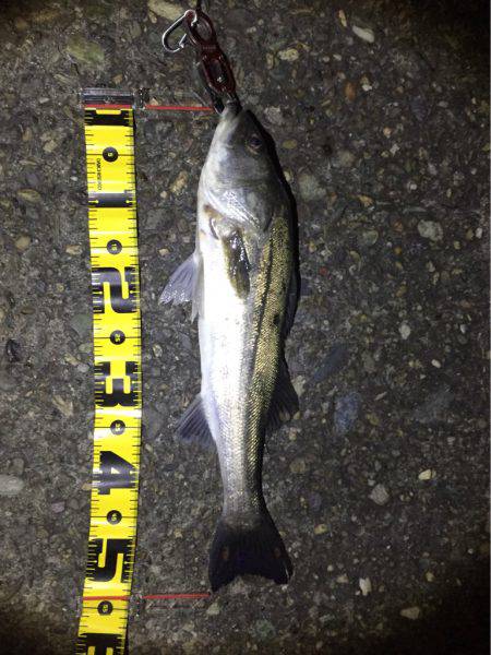 今期初シーバス！