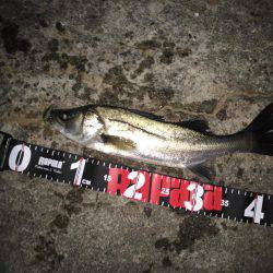 プラッキングオンリーで頑張るつもりが……