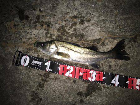 プラッキングオンリーで頑張るつもりが……