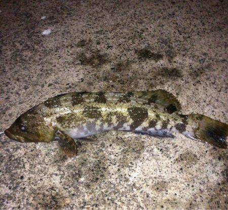 ポン級アイナメ