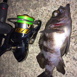 メバリング・ガシリング