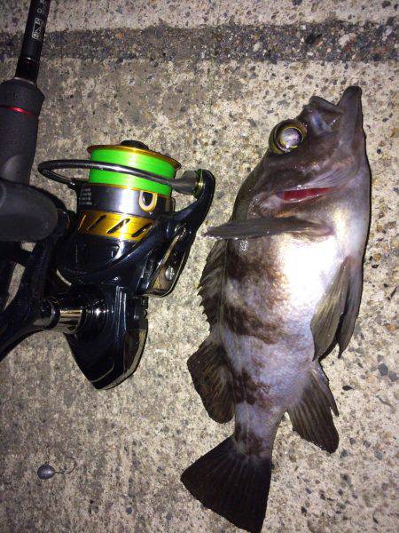 メバリング・ガシリング