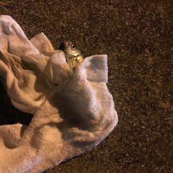 南蛮漬けが食べたい