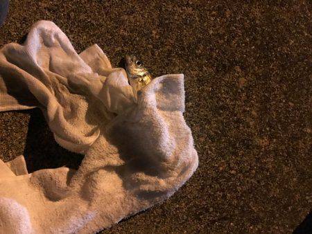 南蛮漬けが食べたい