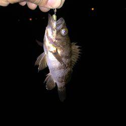 メバリング日和