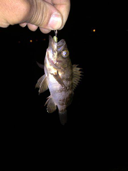 メバリング日和