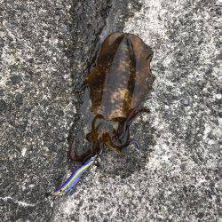 何とかゲット！