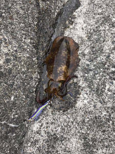 何とかゲット！