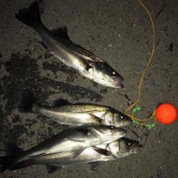 南港のハネ 高活性‼︎