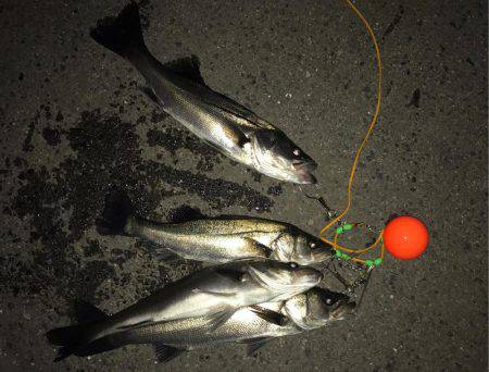 南港のハネ 高活性‼︎