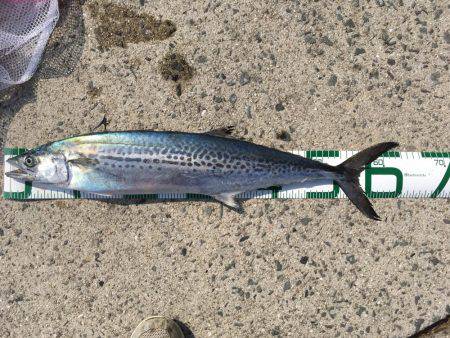 ショアジギング