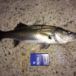 メバリングでシーバス