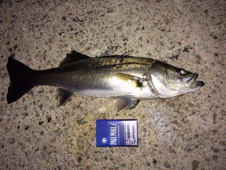 メバリングでシーバス