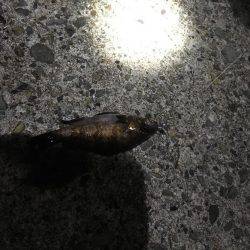 妻鹿漁港でメバリング