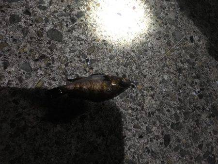 妻鹿漁港でメバリング