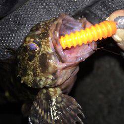 舞洲癒しのガシラ