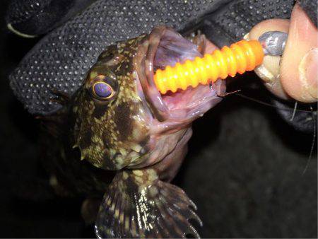 舞洲癒しのガシラ