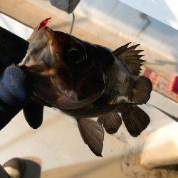 メバル  夜釣り  サビキ