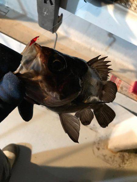 メバル  夜釣り  サビキ