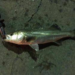 ナイトゲーム久々の釣果は…