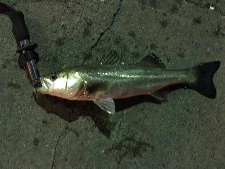 ナイトゲーム久々の釣果は…