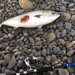 メジロクラス！