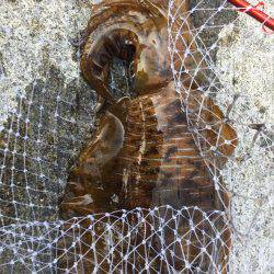 春イカ求めて 南紀釣行